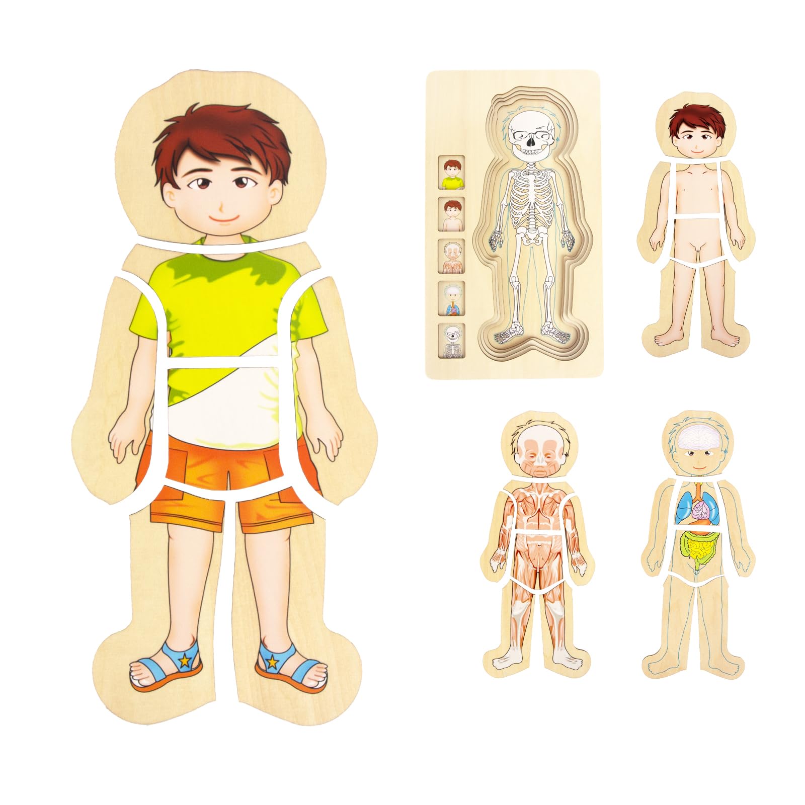 Human Body Puzzles for Kids 3-5,Wooden Montessori Anatomy Play Set, Human Body Model Puzzle for Preschoolers and Kids Ages 3+ (Boys)